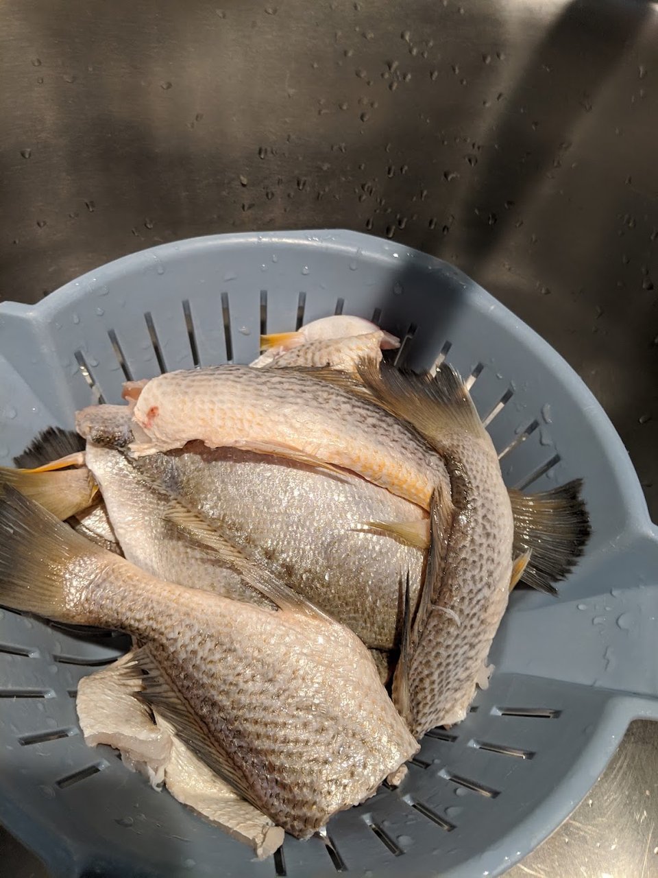 Fresh Perch